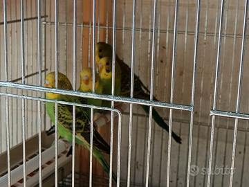 Cocorite port. Ala nera