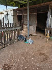 Cuccioli australian cattle dog