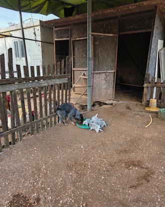 Cuccioli australian cattle dog