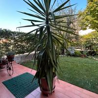 TRONCHETTO DELLA FELICITA'