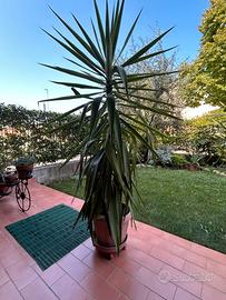 TRONCHETTO DELLA FELICITA'