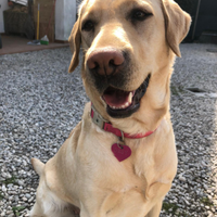 Labrador femmina adulta