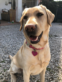 Labrador femmina adulta