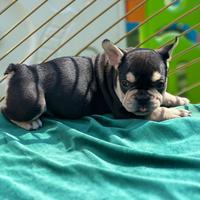 Cucciola di bouledogue francese