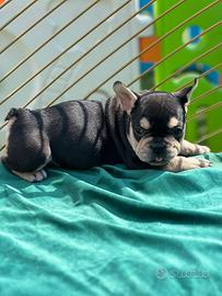 Cucciola di bouledogue francese