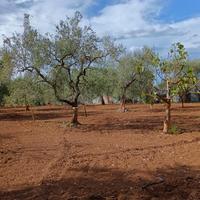 Terreno recintato con uliveto e pozzo artesiano