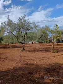 Terreno recintato con uliveto e pozzo artesiano