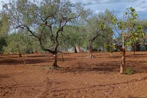 Terreno recintato con uliveto e pozzo artesiano