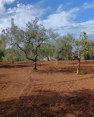 Terreno recintato con uliveto e pozzo artesiano