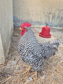 Gallo amrock