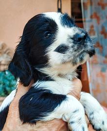 Cuccioli cocker spaniel