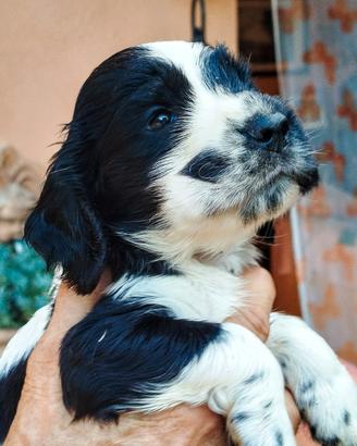 Cuccioli cocker spaniel
