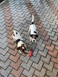 Jack Russel adulti