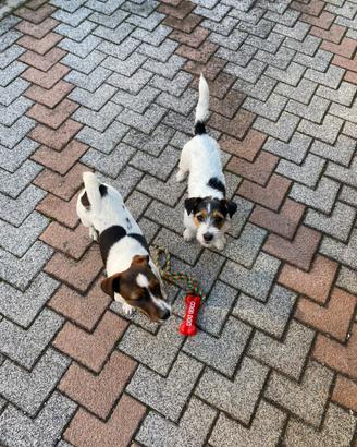 Jack Russel adulti