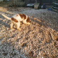 Cucciolone di Lagotto Romagnolo