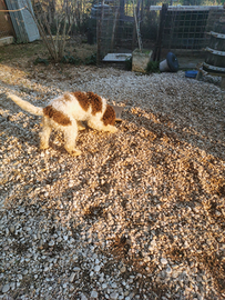 Cucciolone di Lagotto Romagnolo