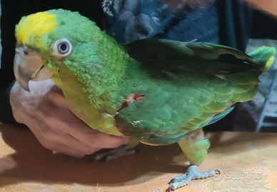 Amazzone fronte gialla