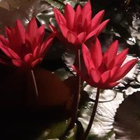 Ninfea tropicale Notturna RED FLARE
