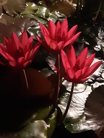 Ninfea tropicale Notturna RED FLARE