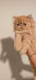 Gattino maschio persiano