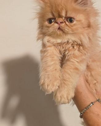 Gattino maschio persiano