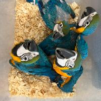 Baby Ara Ararauna pet