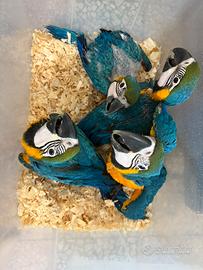 Baby Ara Ararauna pet