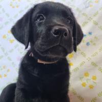 ULTIMI Cuccioli Labrador Retriever Neri