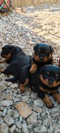 Cuccioli rottweiler femmine nati 30/05/26