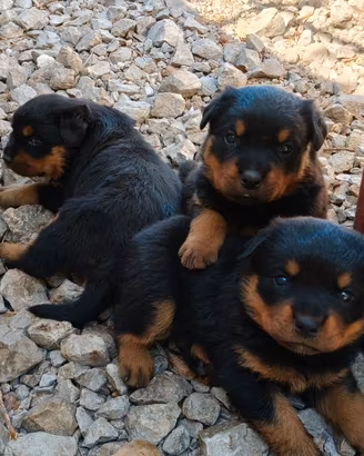 Cuccioli rottweiler femmine nati 30/05/26