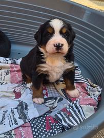 Bovaro del bernese