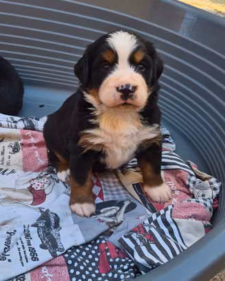 Bovaro del bernese