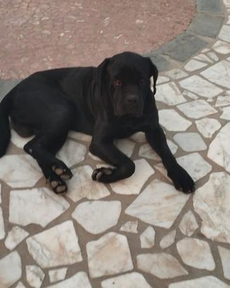 Cane corso