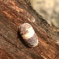 Colonia starter "Cubaris PandaKing"