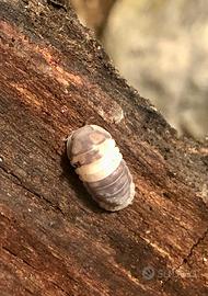 Colonia starter "Cubaris PandaKing"