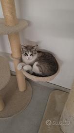 gattine