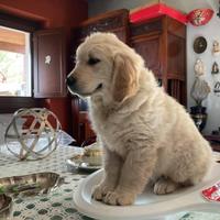 Cucciolo di golden Retriever con pedigree