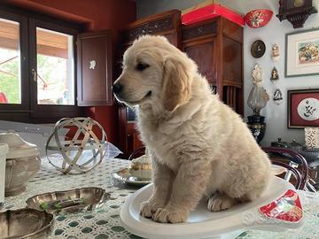 Cucciolo di golden Retriever con pedigree