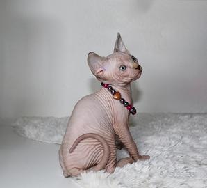 Sphynx