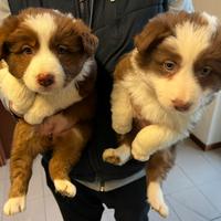 Cuccioli di Border Collie