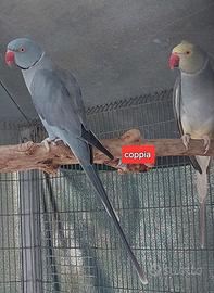 parrocchetto dal collare cleartail 