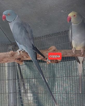 parrocchetto dal collare cleartail 