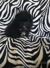 Splendido Pomerania nero