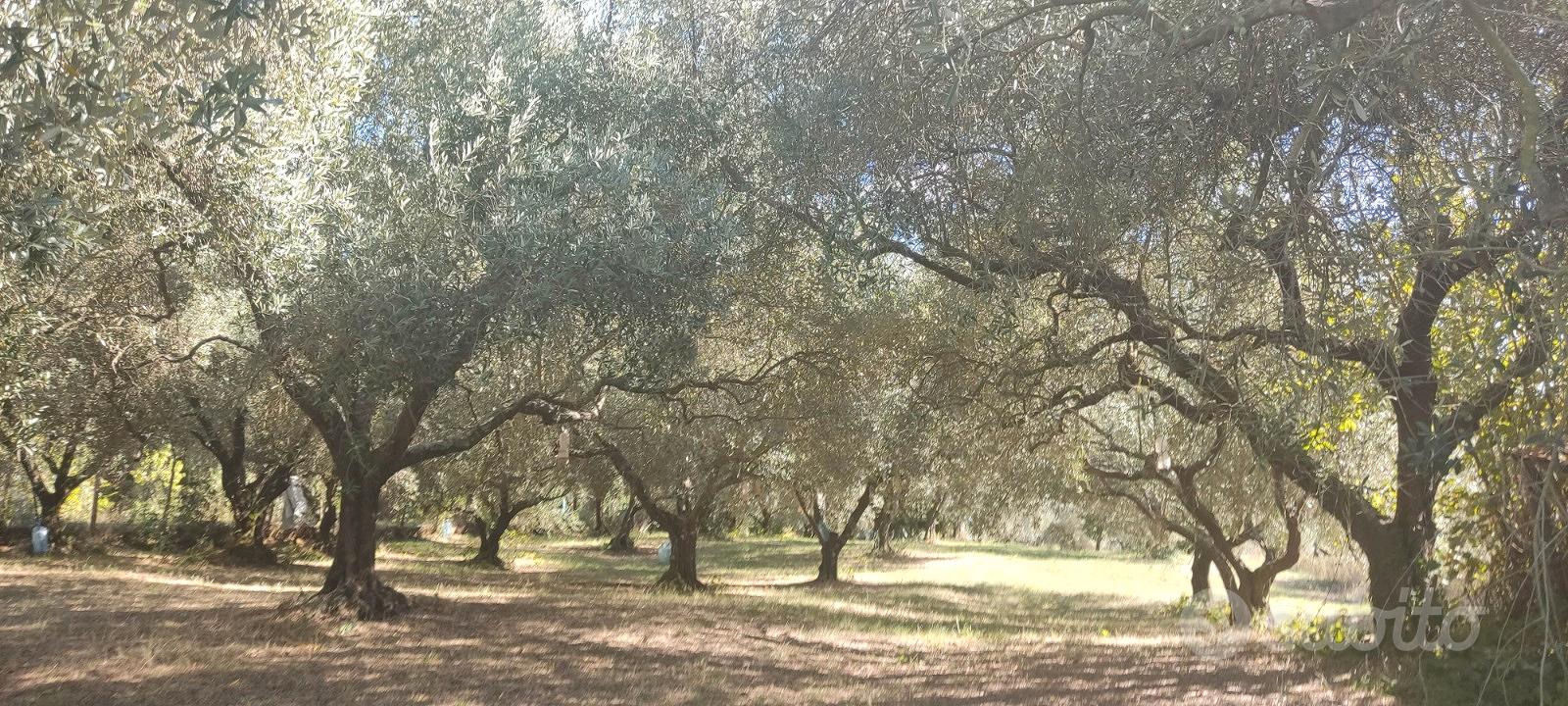 Terreno agricolo con uliveto - Vista 4