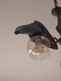 Pappagallo cenerino allevato a mano