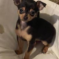 Chihuahua Maschio,Nato il 09/11/2025,peso 780 gr