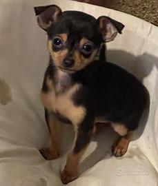 Chihuahua Maschio,Nato il 09/11/2025,peso 780 gr