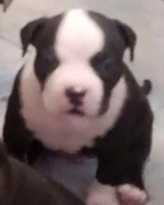 American Bully maschietto Pocket