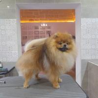 Monta Spitz Pomerania tedesco nano con pedrigree