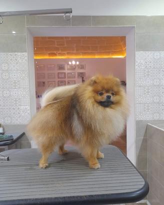 Monta Spitz Pomerania tedesco nano con pedrigree